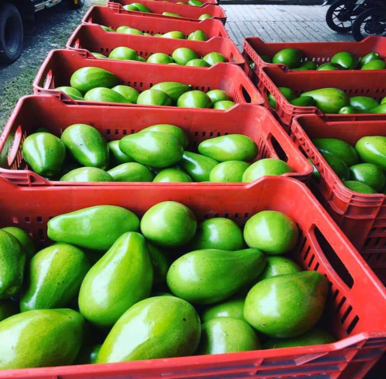 Agrotrade Mercado Internacional