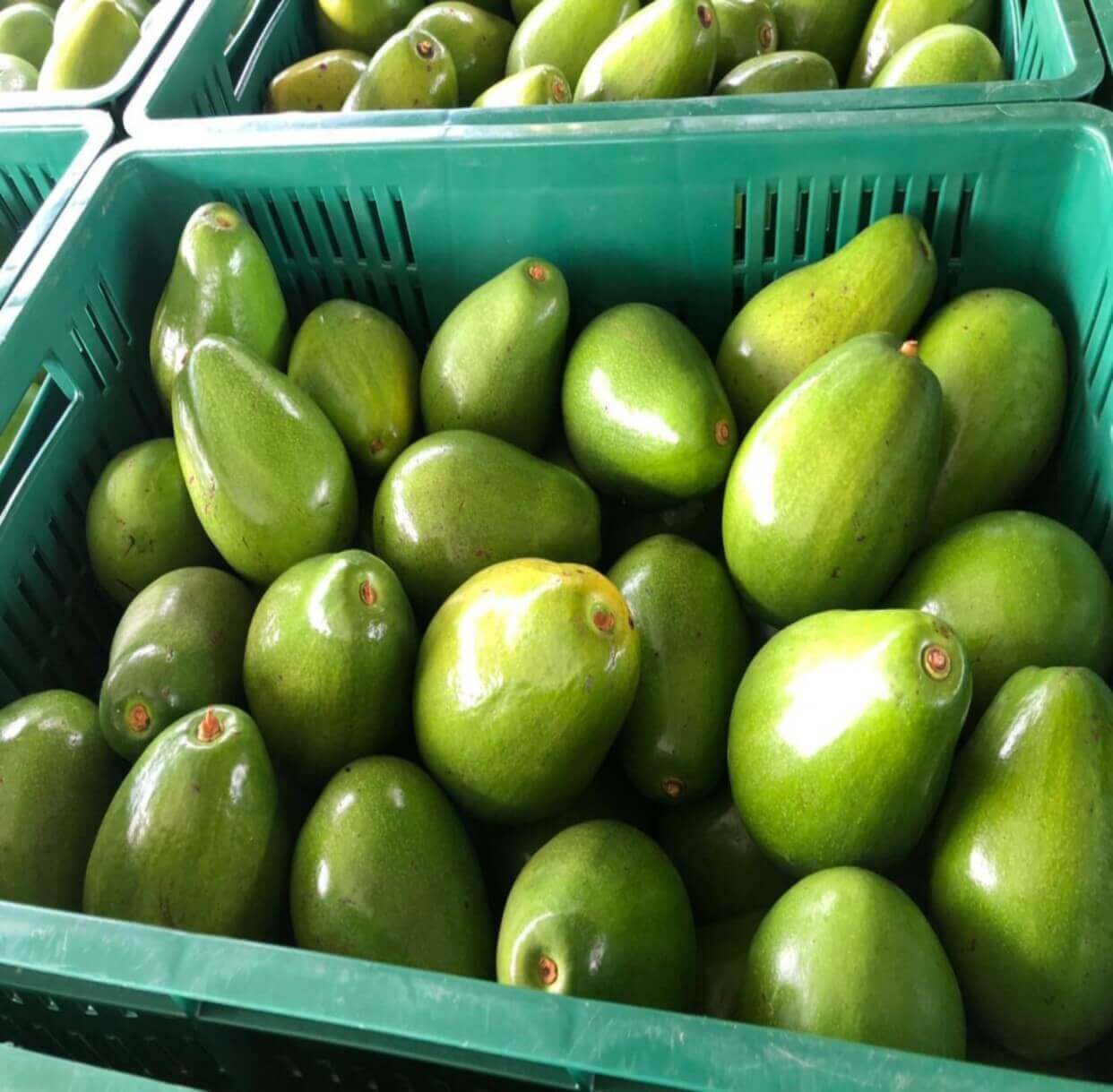 Agrotrade Mercado Nacional